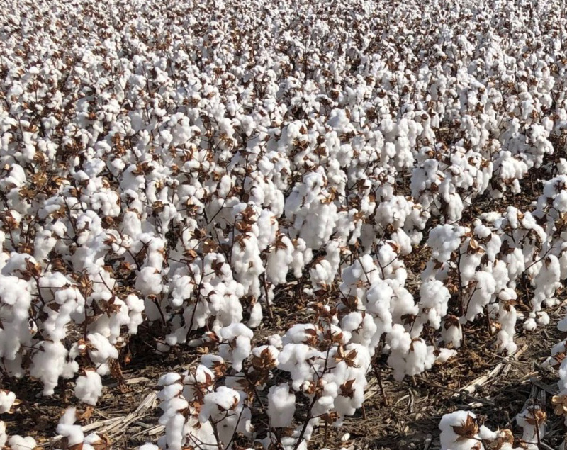 Nguồn gốc của chất cotton 
